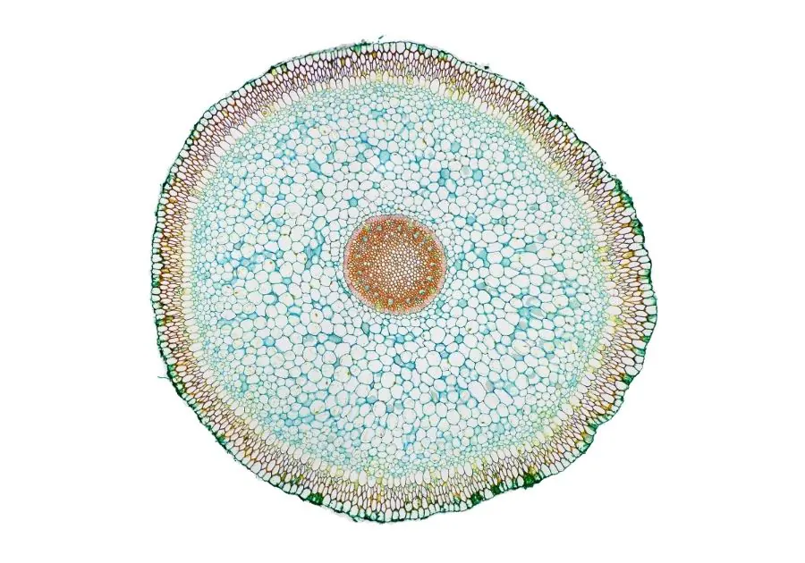 Regenerative Stem Cell Therapy at Revita Luxe Tampa